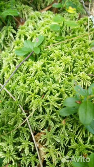 Мох сфагнум живой