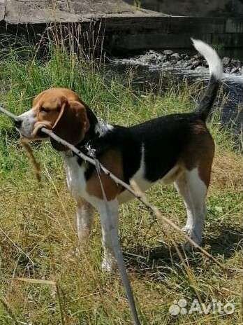 Бигль вязка