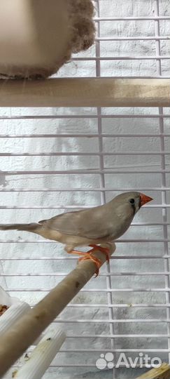 Зебровые амадины