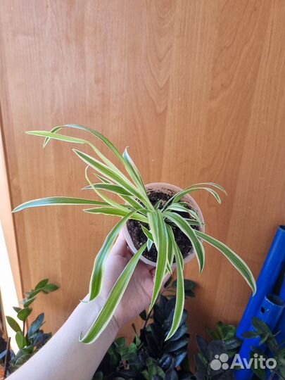 Хлорофитум