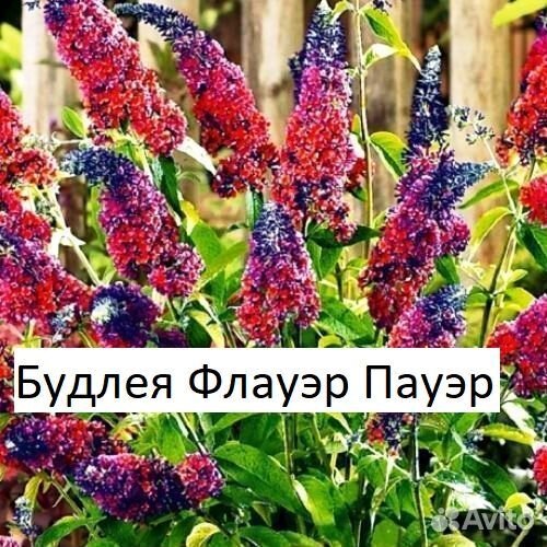 Декоративные кустарники