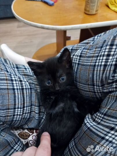 Котята в очень добрые руки