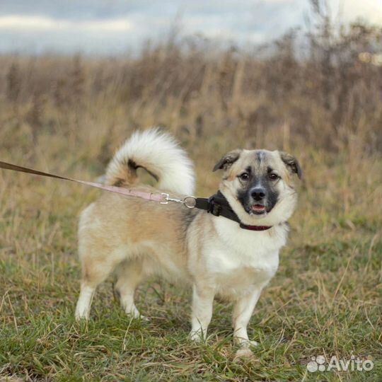 Коротколапик Джек в добрые руки