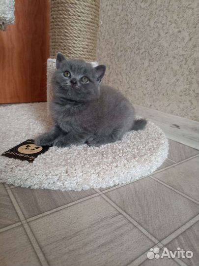 Британские котята