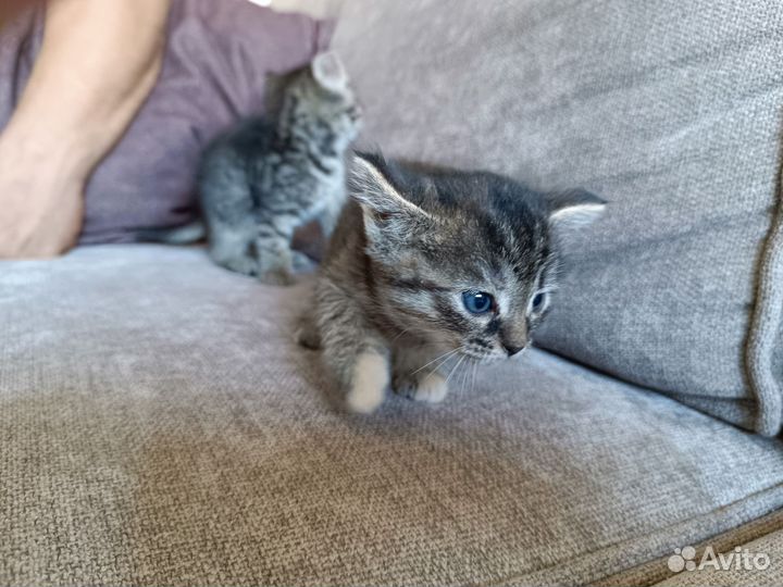Котята в дар бесплатно