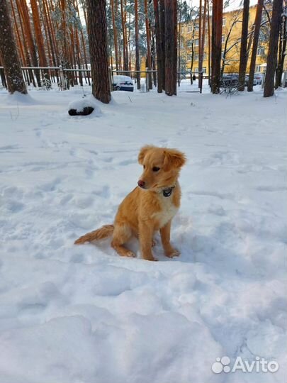 Домашние животные собаки щенки бесплатно