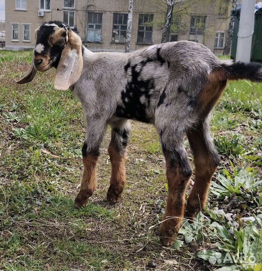 Англо нубийские козы
