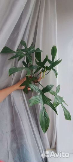 Филодендрон Флорида Альба Бьюти