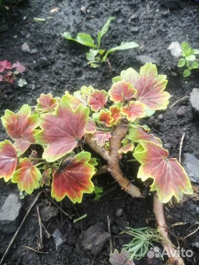 Пеларгония герань