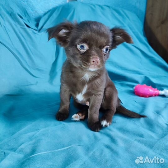 Щенки чихуахуа длинношерстные