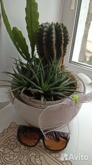 Кактусы и сукуленты