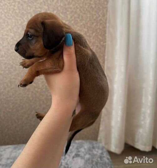 Щенок таксы стандартный