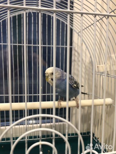 Волнистый попугай с клеткой
