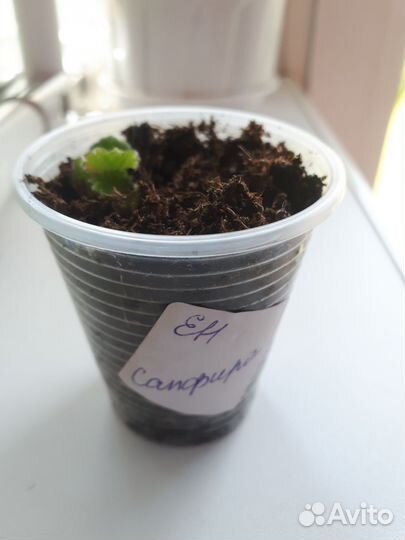 Клубенек глоксинии ен Сапфира