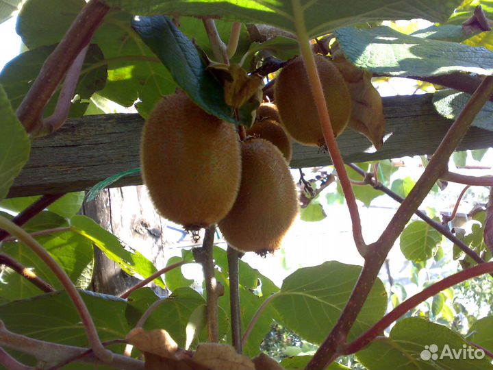 Продам саженцы Киви сорта Хейворд и Монти