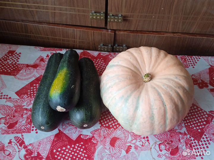 Алоэ и кактусы