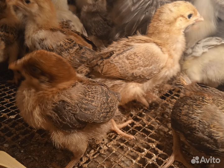 Цыплята борковская Борвистая, кучинская юбилейная