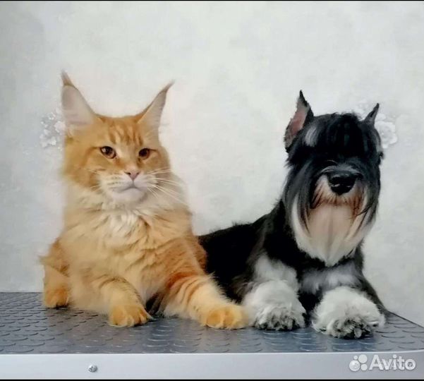 Грумер. Стрижка собак и кошек. Груминг