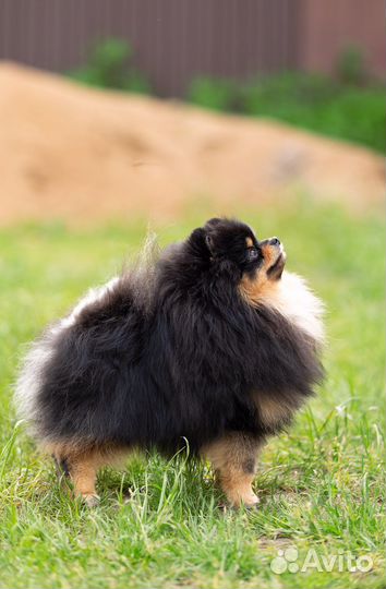 Померанский шпиц. Черно-подпалый для вязки