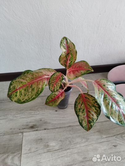 Аглаонема 30 Карат Тай