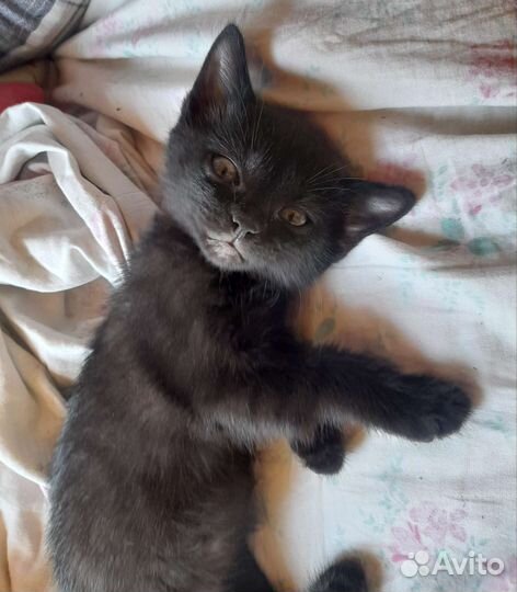 Кошка в дар бесплатно