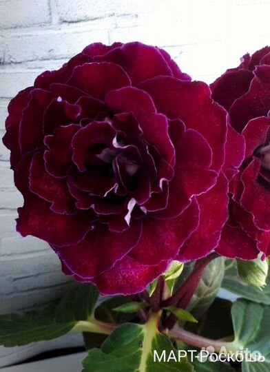 Глоксиния (лист на срез)