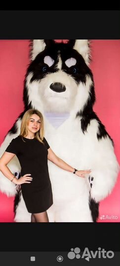 Аниматор Собака Хаска