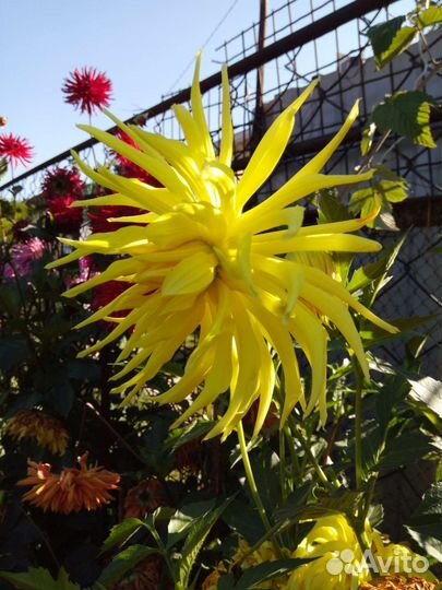 Клубни георгинов 6 сортов многолетники