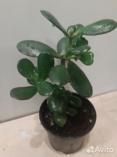 Толстянка (денежное дерево )