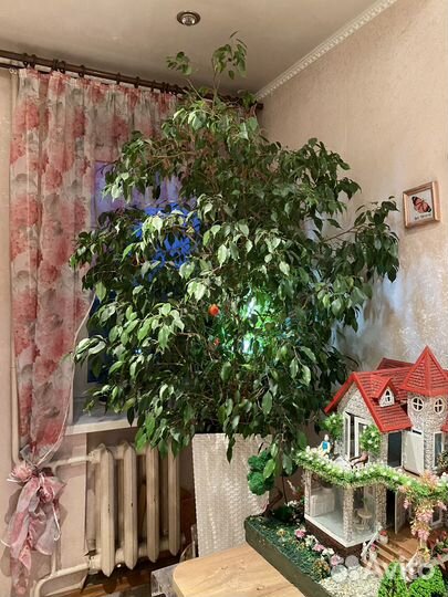 Фикус бенджамина большой