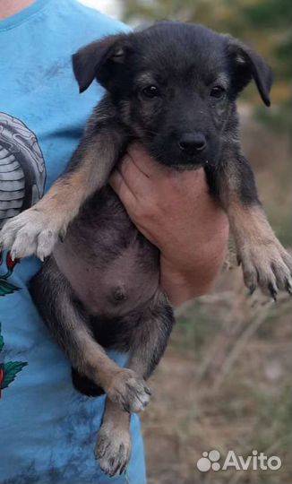 В Добрые Руки метисы овчарки