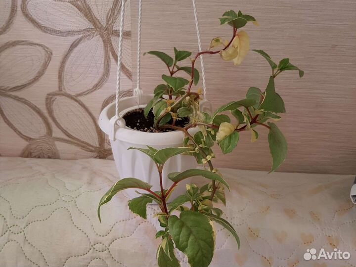 Kasteel van love, Alice Nahon и др