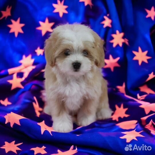 Мальтипу девочка с документами скор и клеймом