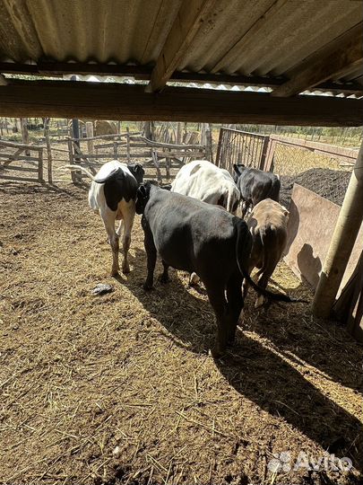 Бычки телята