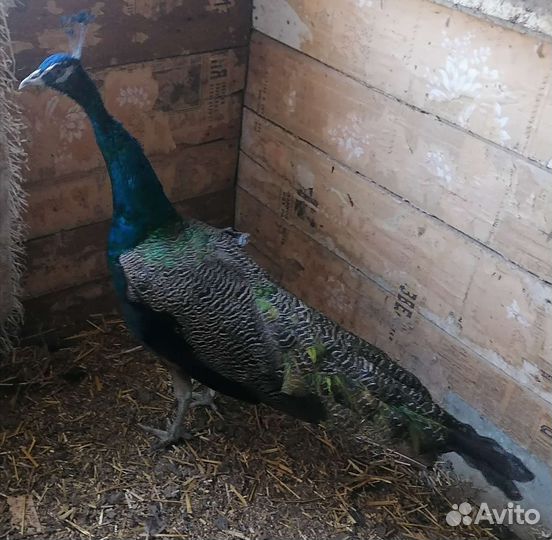 Индийский павлин самец