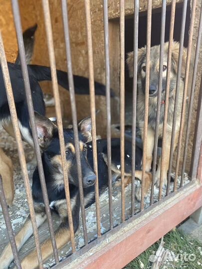 Щенки в добрые руки