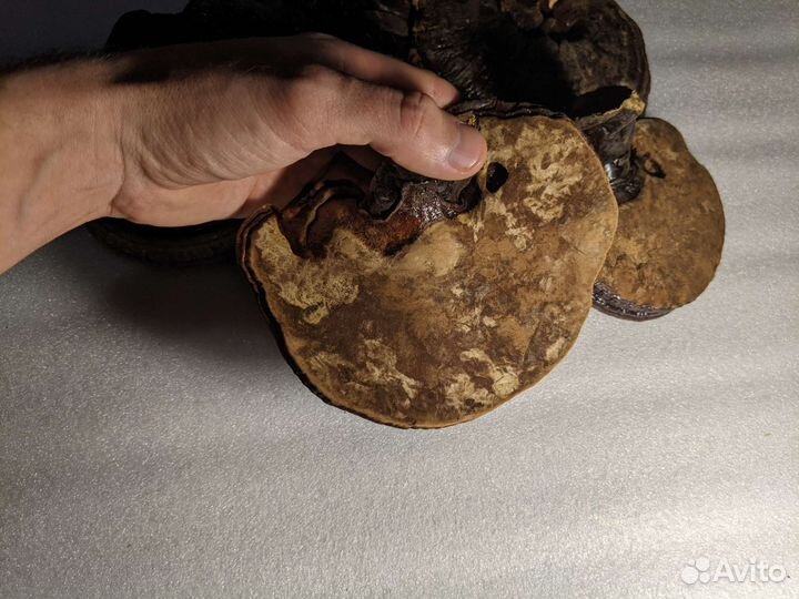 Рейши, трутовик лакированный (Ganoderma lucidum)