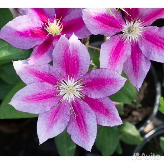 Клематисы-красивый многолетник