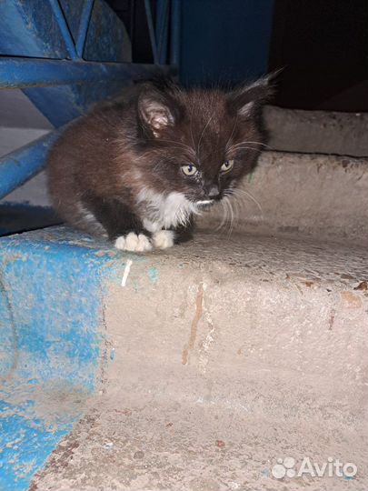 Отдам котенка