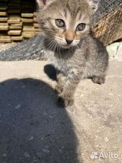 Котята в добрые руки бесплатно