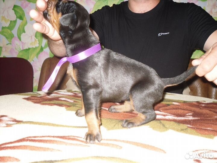 Продаю щенков доберманов