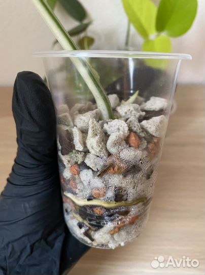 Ароидные монстера Альба