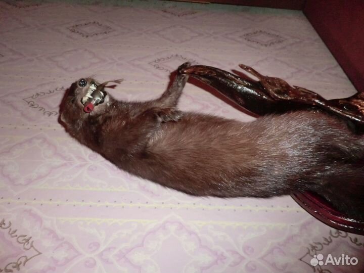 Чучело норки