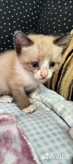 Кошки в добрые руки бесплатно