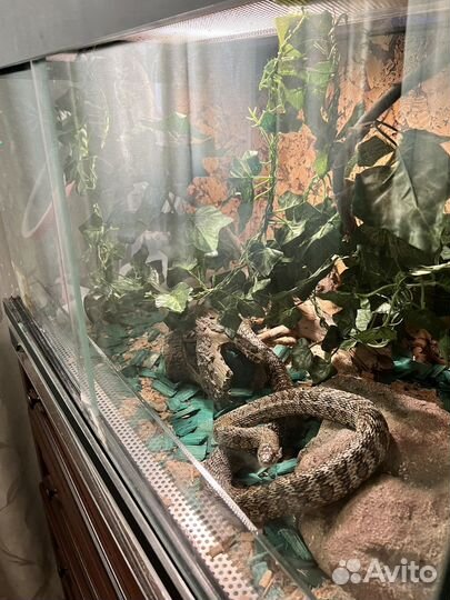 Узорчатый полоз с террирумом