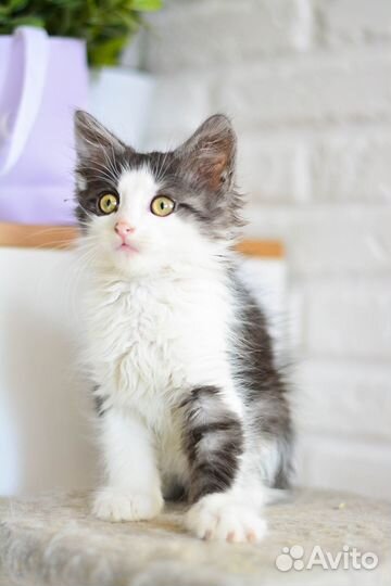 Котенок из Шебекино