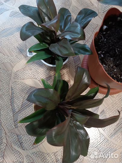 Кордилина/ Комнатные растения