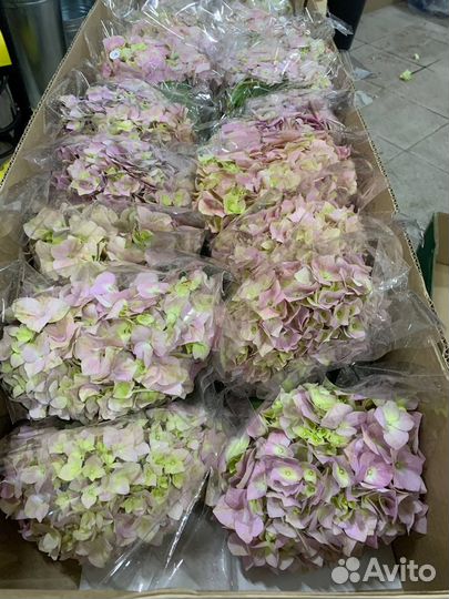 Гортензия из Колумбии