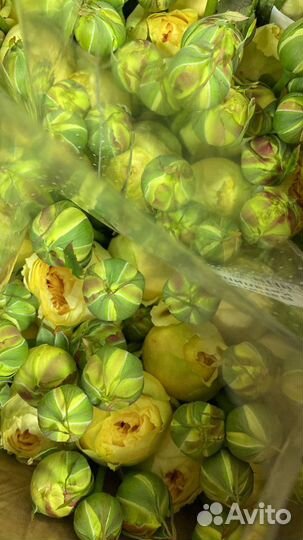 Кустовые розы