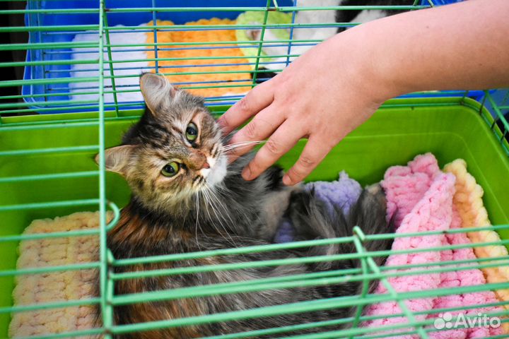 Кошка Куколка в добрые руки